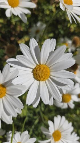 a group of white flowers with yellow centers at La Margherita in Ortona