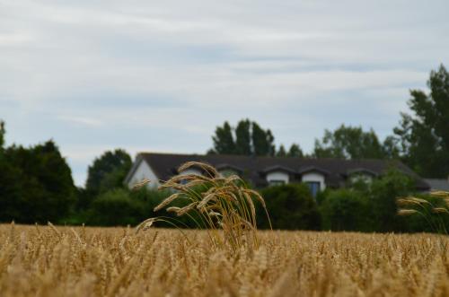 a field of wheat with a house in the background at Hotel-Pension Pastow Garni in Broderstorf