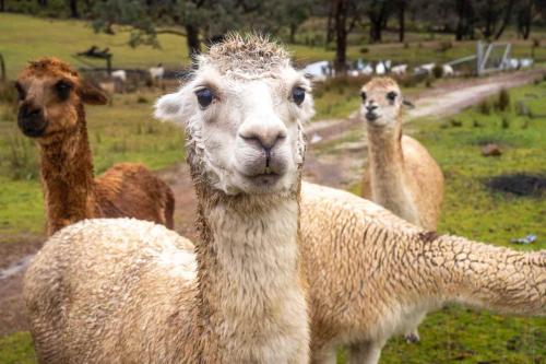 a group of llamas standing in a field at Sparkling Tiny House by Tiny Away in Windeyer