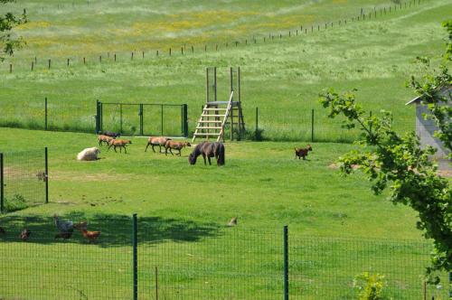 a group of animals grazing in a field at Résidence Thier Antoine in Noiseux