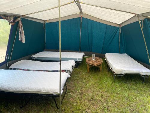 a group of four beds in a tent at Kemping przy Suntago in Lublinów