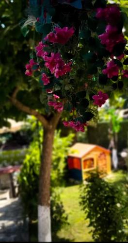 a tree with pink flowers on it in a yard at Guest House Simon Green in Balchik