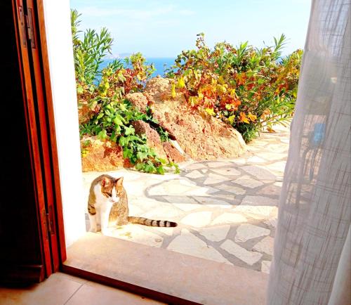a cat sitting in the doorway of a door at Patmos Garden Sea in Grikos