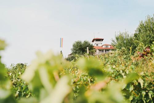 a house in the middle of a field of plants at Casa Seciu in Ploieşti