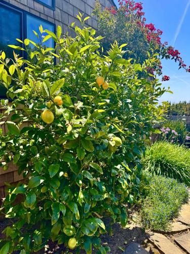 an orange tree with lots of fruits on it at Cadwalader House in Sea Ranch