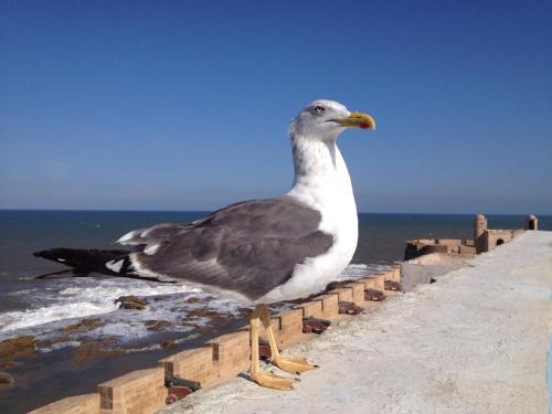 a bird standing on a wall next to the ocean at La Maison des Artistes in Essaouira