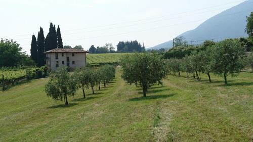 a row of olive trees in a field with a building at Rama Relais in Caprino Veronese