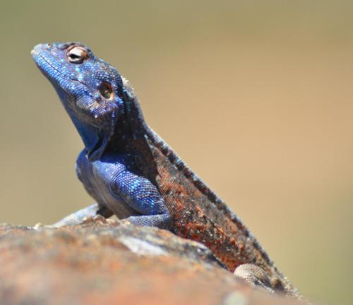a blue lizard sitting on top of a rock at Daberas Guest Farm in Augrabies