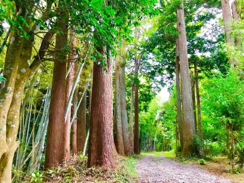 a path in a forest with many trees at Gubo 里山ヴィレッジ 白木 in Katsuura