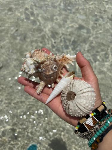a person holding a crab and a shell in their hand at Gadea Boutique Hotel in Jambiani