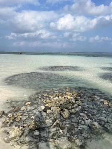 a group of rocks in the water on a beach at Gadea Boutique Hotel in Jambiani