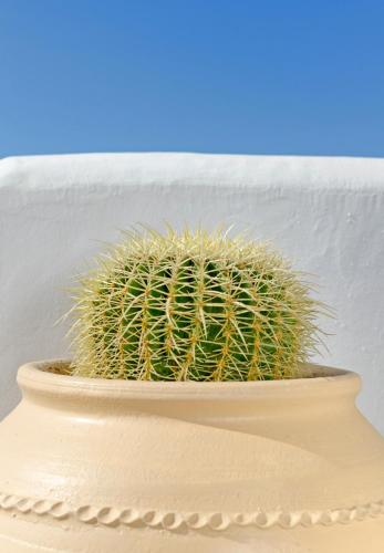 a cactus in a vase sitting on a table at Hotel Castillio in Analipsi