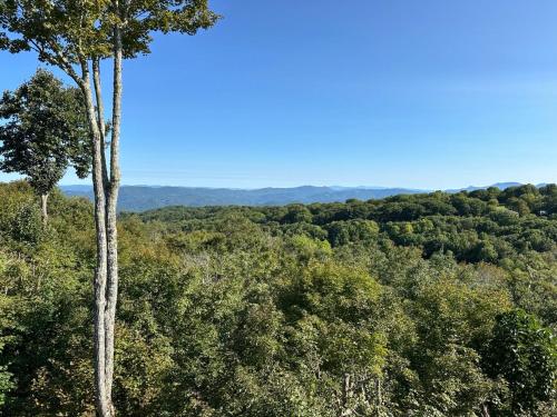 ein hoher Baum mitten im Wald in der Unterkunft Long View in Beech Mountain