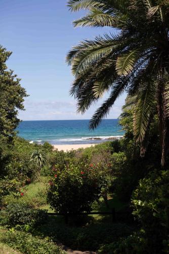 a beach with a palm tree and the ocean at Sole's Leap in Scottburgh
