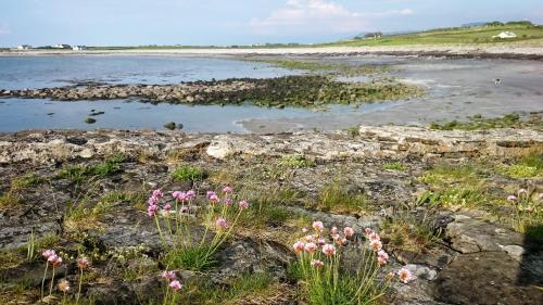 a group of flowers on the shore of a body of water at Ocean Heights B&B in Lissadell