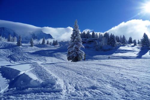 a snow covered slope with a tree and the sun at Chalet Hôtel du Bois in Les Houches