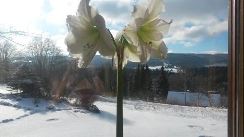 a white flower in a window with snow at Hotel Gasthof Straub in Lenzkirch