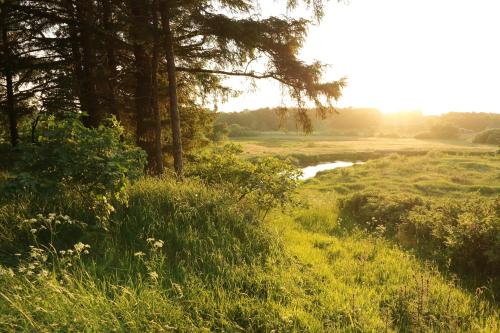 a field of grass with a river and trees at Egebjerggaard Bed & Breakfast in Sig