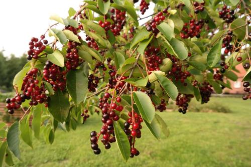 a bunch of red berries on a tree branch at Egebjerggaard Bed & Breakfast in Sig