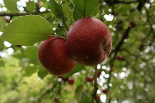 two apples hanging from a tree with leaves at Egebjerggaard Bed & Breakfast in Sig