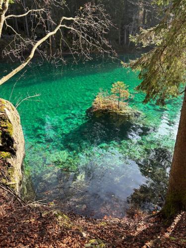 a pool of emerald green water in a forest at Sternberg Landhof in Sternberg