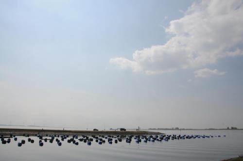 a group of birds sitting on the water at Residentie Oosterschelde in Sint Philipsland