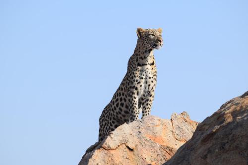 a cheetah standing on top of a rock at Ai Aiba - The Rock Painting Lodge in Omaruru