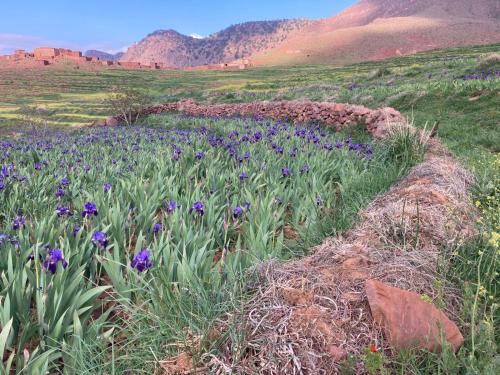 a field of purple flowers on a hill with mountains at Chez Malika in Oulad el Guern