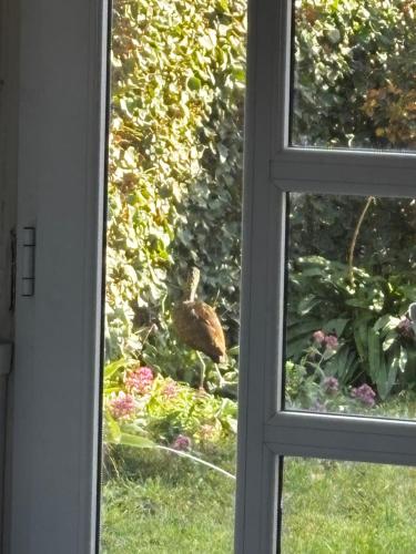 a window view of a bird walking in the grass at PataGo! Sea&Sand in Playa Unión