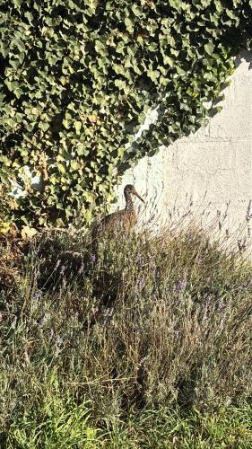 a bird standing in the grass next to a wall at PataGo! Sea&Sand in Playa Unión