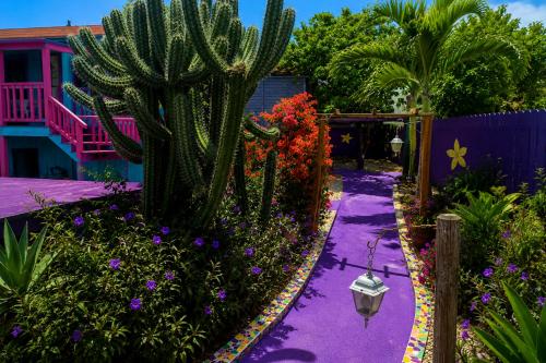 a garden with a cactus and flowers on a purple path at Mammaloe in Oranjestad