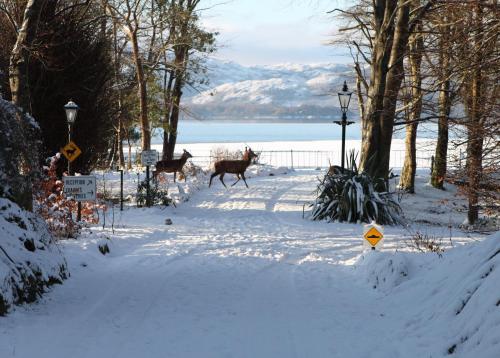 two deer walking down a snow covered road with snow covered trees at The Lake Hotel in Killarney