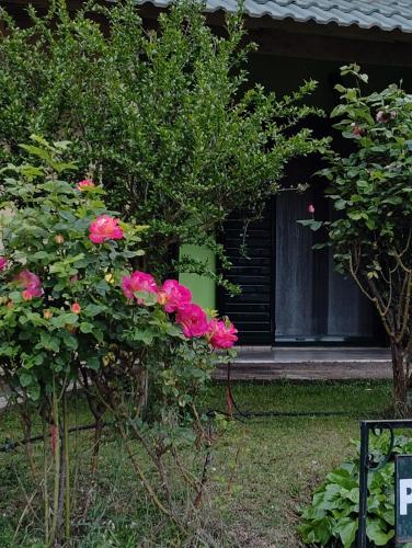 a bush of pink roses in front of a house at Guesthouse Eleftherios in Kalavrita