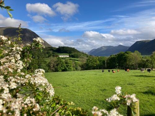 a field of green grass with cows in the mountains at Scale Hill Hotel in Loweswater