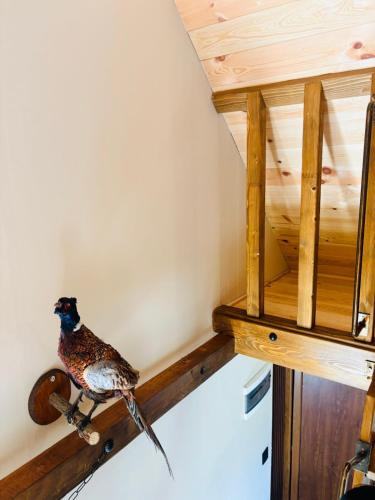 a bird sitting on a wooden shelf in a room at Falcon Cottage,Montenegro in Korita