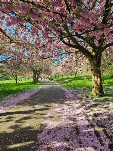 Sidemersey Livings - Botanic Residence photo 22