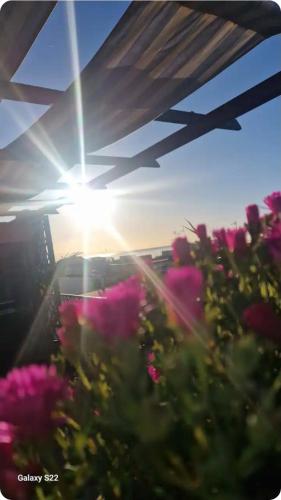 a group of pink flowers in front of the sun at Terrazza Enjoy in Letojanni