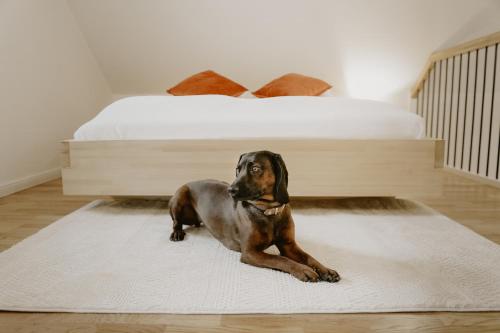 a dog laying on a rug next to a bed at Nitaure Glamping in Viļums