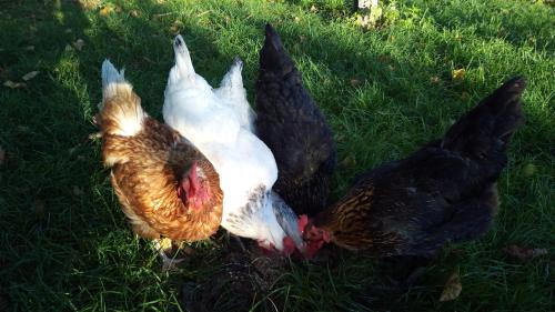 a group of chickens laying in the grass at Ferienwohnung Elisabeth in Weyarn