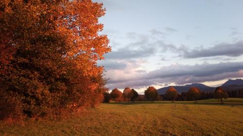 a field with a tree in the fall at Ferienwohnung Elisabeth in Weyarn