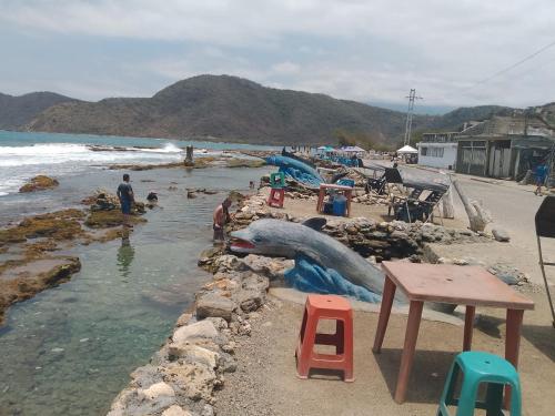 a beach with a dolphin in the water at POSADA VSTIKIBAR & RESTAURANt in Rincón del Pirata