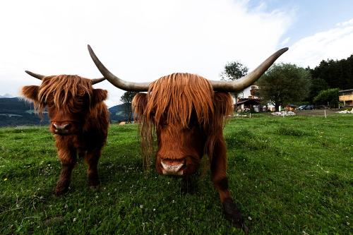 two cows with long horns standing in a field at Hölzlhof in Brunico
