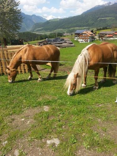 two horses grazing in a field near a fence at Hölzlhof in Brunico