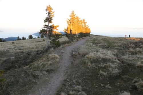 a dirt trail on a hill with trees on it at Le Holzberg et ses Suites in Osenbach