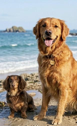 two dogs sitting on the beach near the water at West Rocks Hotel in Eastbourne