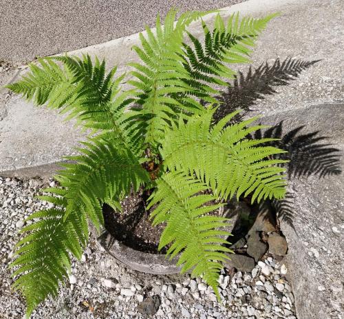 a green plant in a pot on the side of the road at Apartma Praprot in Mojstrana