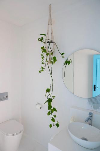a bathroom with a plant hanging from the wall at Beachfront Apartment - 2 Terraces - Stunning Sunrises in Gibraltar