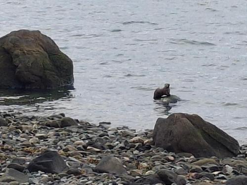a bird sitting on some rocks in the water at Hunter's Haven in Haines
