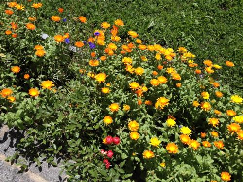 a bunch of colorful flowers in a garden at Tgea sulagliva in Andeer