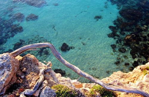 a snake sitting on a rock near the water at Gatzara Suites Santa Gertrudis in Santa Gertrudis de Fruitera
